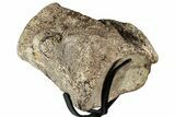 Polished Fossil Mosasaur Vertebra w/ Metal Stand - Texas #350968-3